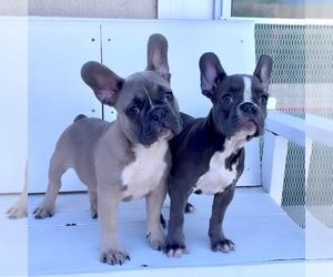 French Bulldog Puppy for sale in ORANGE, CA, USA