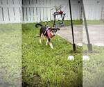 Small #5 German Shepherd Dog