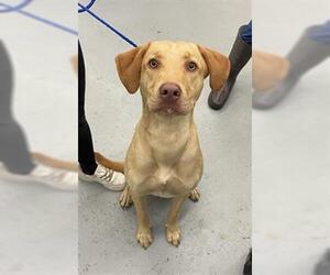 Labrador Retriever Dogs for adoption in Waco, TX, USA