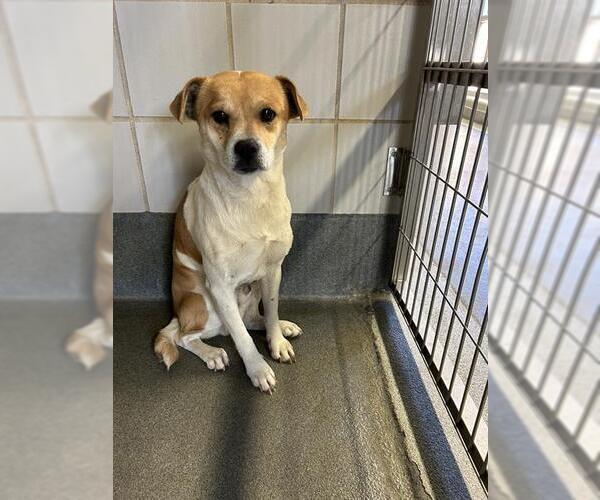 Medium Photo #1 Mutt Puppy For Sale in San Antonio, TX, USA