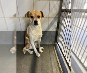 Mutt Dogs for adoption in San Antonio, TX, USA