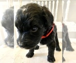 Small Photo #22 Bernedoodle Puppy For Sale in WALNUT GROVE, MO, USA