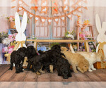 Small Photo #5 Goldendoodle Puppy For Sale in VALENCIA, CA, USA