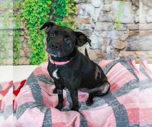 Jolene - Female Labrador Retriever-Unknown Mix Dog for Adoption - Photo #4