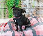 Small #3 Labrador Retriever Mix