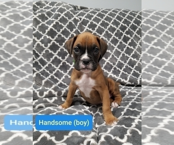 Medium Photo #1 Boxer Puppy For Sale in LAKE ZURICH, IL, USA