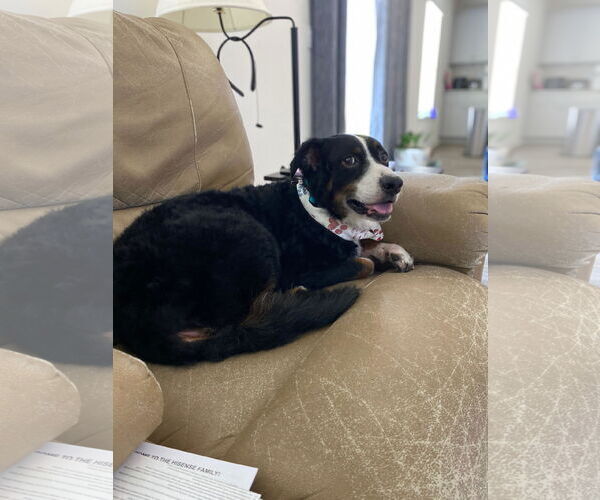 Medium Photo #1 Australian Shepherd-Unknown Mix Puppy For Sale in Holly Springs, NC, USA