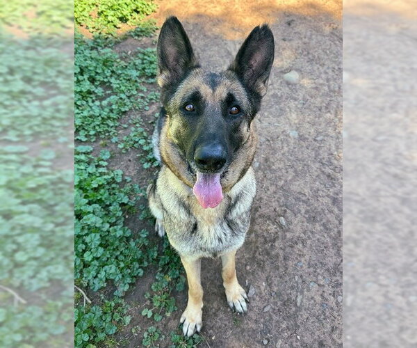 Medium Photo #1 German Shepherd Dog Puppy For Sale in Sacramento, CA, USA