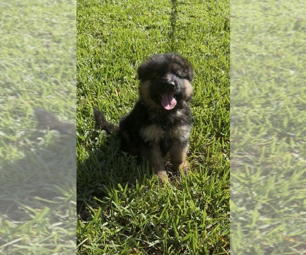 Medium Photo #1 German Shepherd Dog Puppy For Sale in PAHOKEE, FL, USA