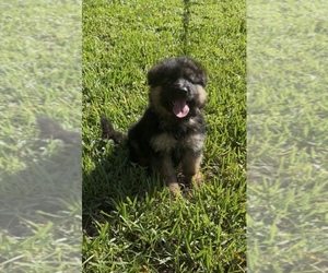 German Shepherd Dog Puppy for sale in PAHOKEE, FL, USA