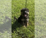 Small German Shepherd Dog