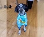Small #10 Bluetick Coonhound Mix