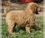 Small Photo #40 Poodle (Standard) Puppy For Sale in GARWOOD, TX, USA