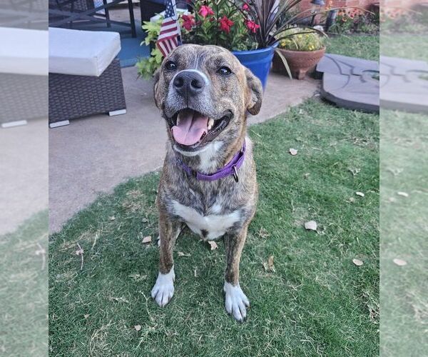 Medium Photo #33 American Pit Bull Terrier-Unknown Mix Puppy For Sale in OKLAHOMA CITY, OK, USA
