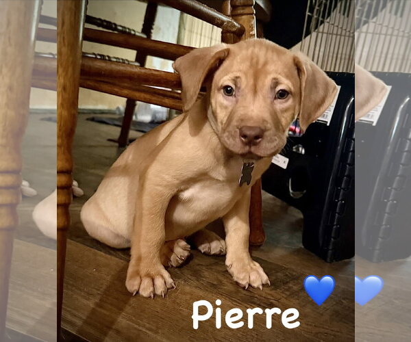 Medium Photo #2 American Staffordshire Terrier-Unknown Mix Puppy For Sale in Holly Springs, NC, USA