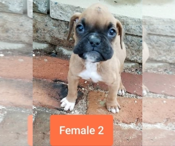 Medium Photo #1 Boxer Puppy For Sale in PELZER, SC, USA