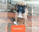 Small Photo #1 Boxer Puppy For Sale in PELZER, SC, USA