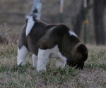 Small Photo #28 Akita Puppy For Sale in STRAFFORD, MO, USA