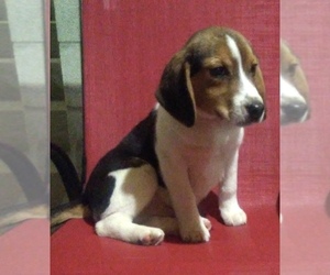Beagle Puppy for sale in FREDERICKSBG, OH, USA