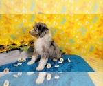 Small Photo #17 Bernedoodle-Poodle (Toy) Mix Puppy For Sale in BLACK FOREST, CO, USA