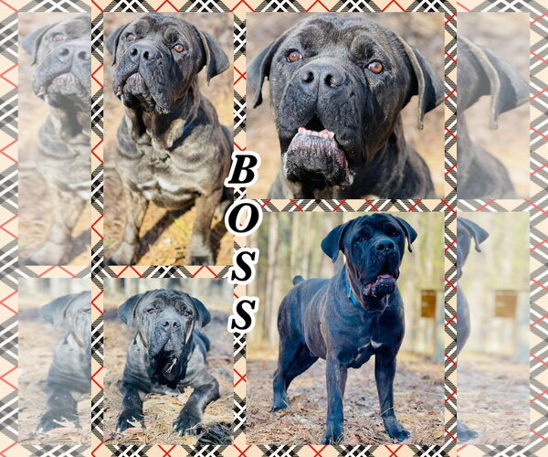 Medium Photo #1 Mutt Puppy For Sale in Social Circle, GA, USA