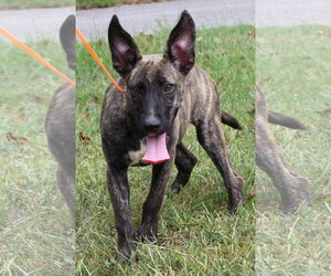 Mutt Dogs for adoption in Prattville, AL, USA