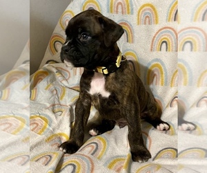 Boxer Puppy for sale in LANSING, MI, USA