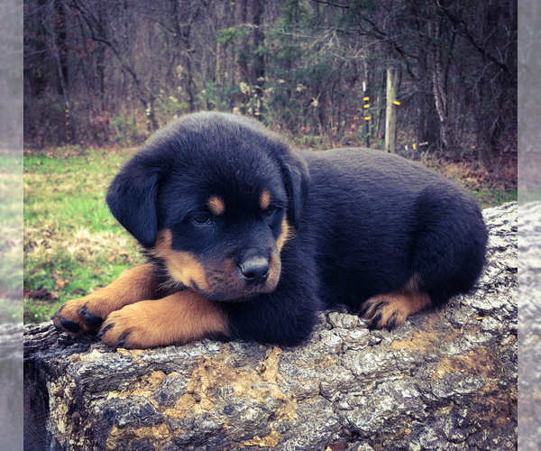 Medium Photo #16 Rottweiler Puppy For Sale in VONORE, TN, USA