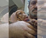 Small #8 Vizsla