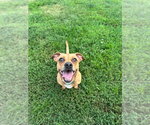 Small #6 Chihuahua Mix