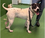 Small #6 Labrador Retriever Mix