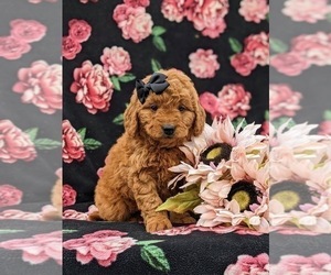 Goldendoodle (Miniature) Puppy for sale in QUARRYVILLE, PA, USA