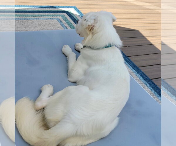 Medium Photo #27 Great Pyrenees-Unknown Mix Puppy For Sale in Fargo, ND, USA