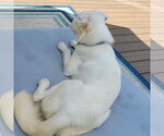 Small Photo #27 Great Pyrenees-Unknown Mix Puppy For Sale in Fargo, ND, USA