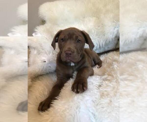 Medium Photo #11 American Bully-Labrador Retriever Mix Puppy For Sale in BLAINE, WA, USA