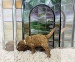 Small #6 Goldendoodle