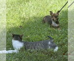 Small #3 Chihuahua