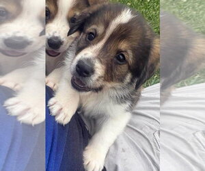 Colonial Cocker Spaniel-Saint Bernard Mix Dogs for adoption in Aurora, IN, USA