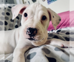 Small #1 Mutt