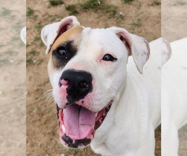 Medium Photo #4 Mutt Puppy For Sale in Evansville, IN, USA