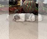 Small Photo #12 French Bulldog Puppy For Sale in HILTON, NY, USA