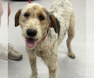 Pointer Dogs for adoption in Washington, DC, USA