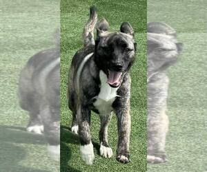 Spice - Female Siberian Husky-Unknown Mix Dog for Adoption - Photo #4