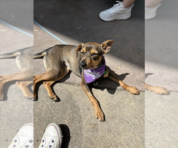 Medium Photo #2 Miniature Pinscher-Unknown Mix Puppy For Sale in San Diego , CA, USA