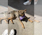 Small #1 Miniature Pinscher Mix