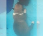 Small #7 Labrador Retriever Mix