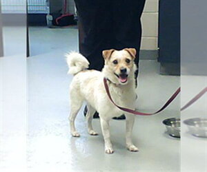 Norfolk Terrier-Unknown Mix Dogs for adoption in Fayetteville, NC, USA