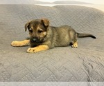 Puppy Puppy 1 German Shepherd Dog