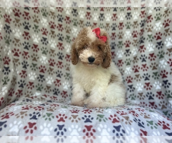 Medium Photo #2 Cock-A-Poo Puppy For Sale in LAKELAND, FL, USA