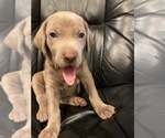 Small Photo #5 Weimaraner Puppy For Sale in POINT ROBERTS, WA, USA
